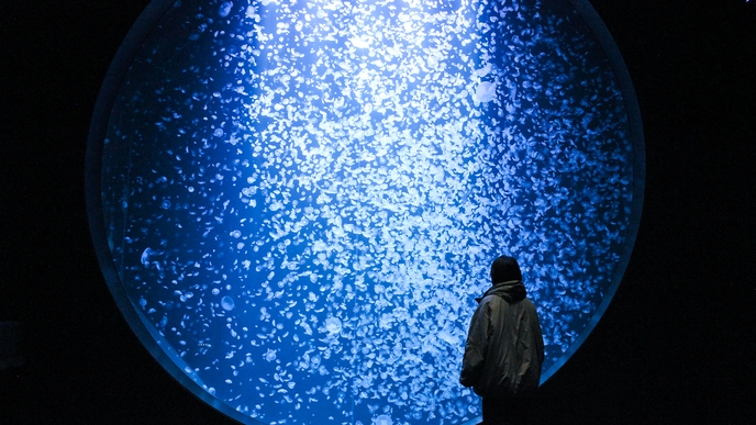 ＼2026年4月リニューアル／【加茂水族館チケット付】世界一のクラゲ水族館で癒し時間《朝食付プラン》
