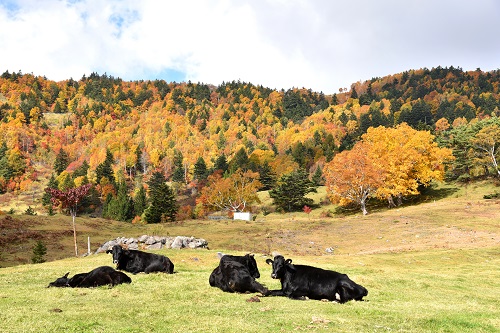 山田牧場の紅葉