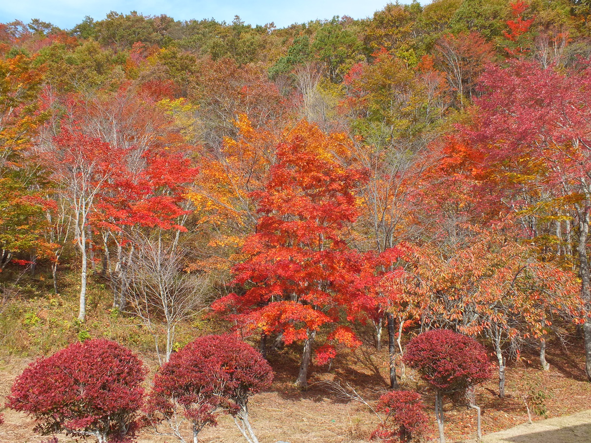 【紅葉】尾瀬の紅葉、会津の紅葉♪秋の紅葉満喫プラン