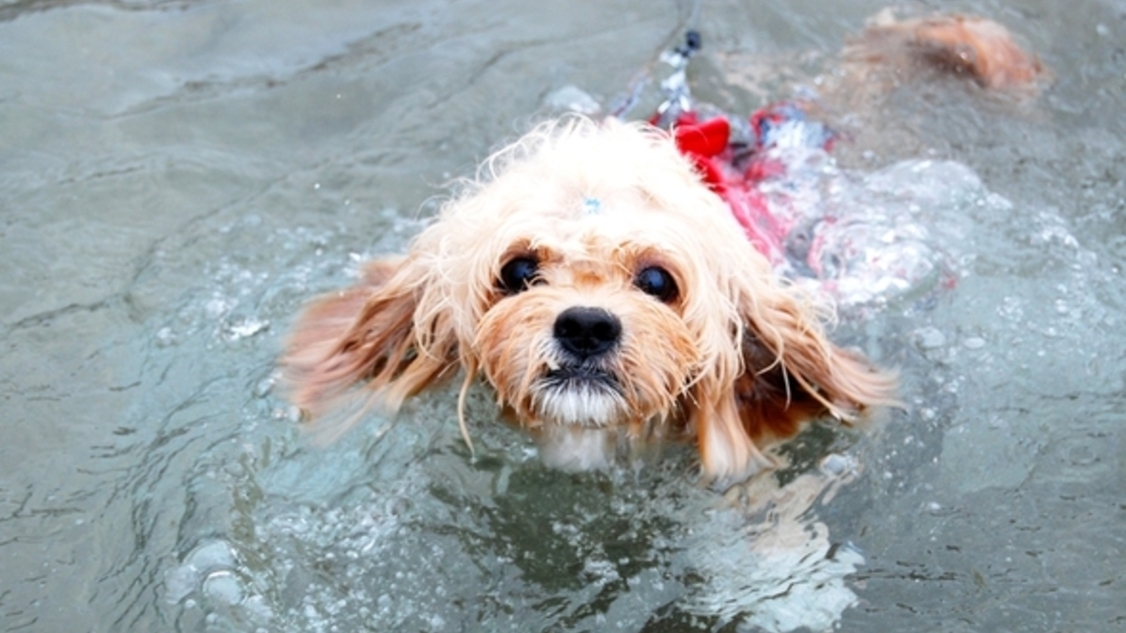 目の前は琵琶湖の湖水浴場！【素泊り：お食事は自由に楽しめる！】愛犬と湖畔で過ごすリフレッシュ旅★