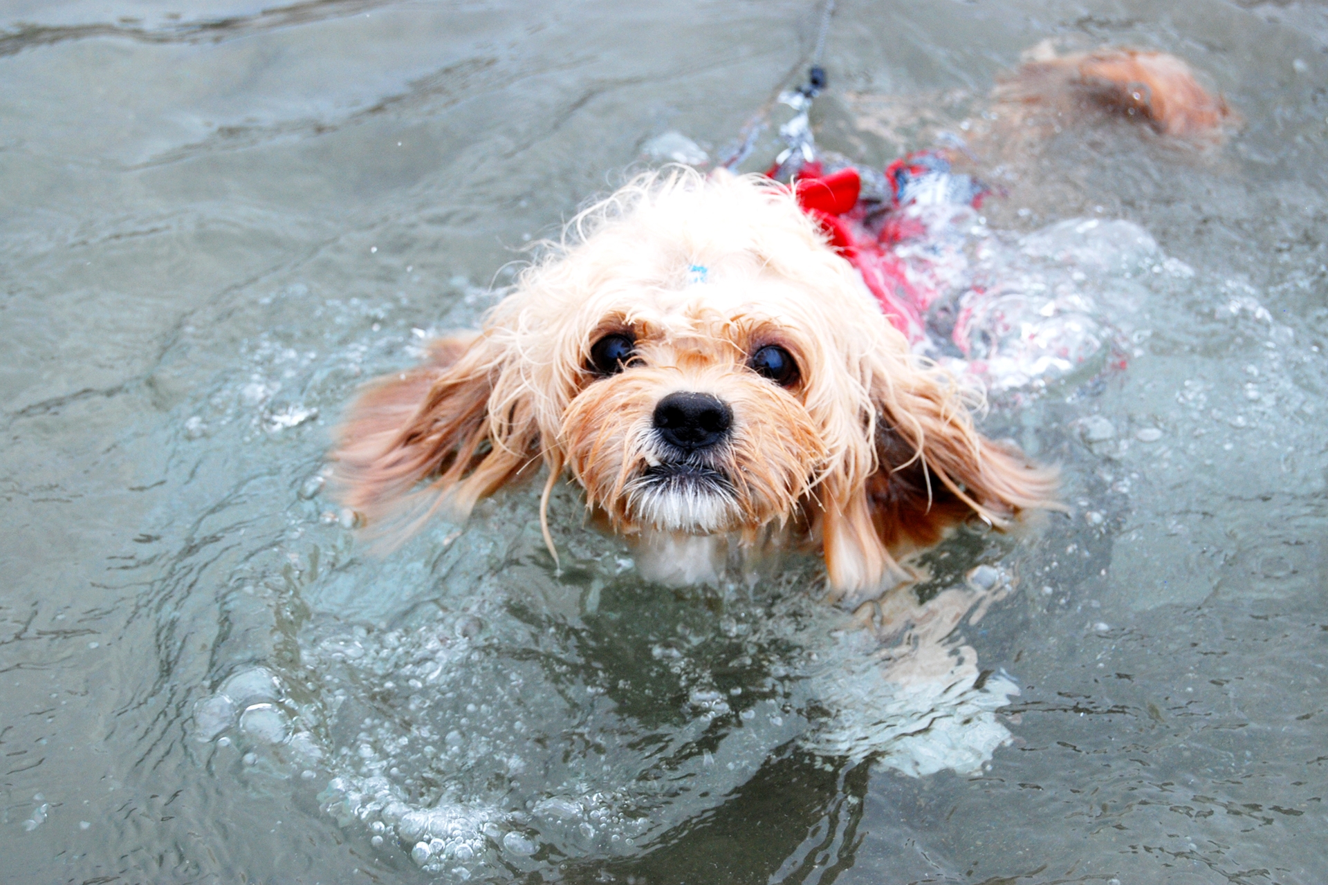 愛犬と一緒に、琵琶湖で湖水浴も♪