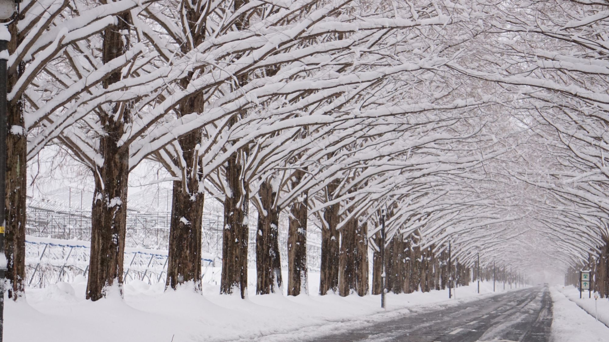 メタセコイア_雪バージョン