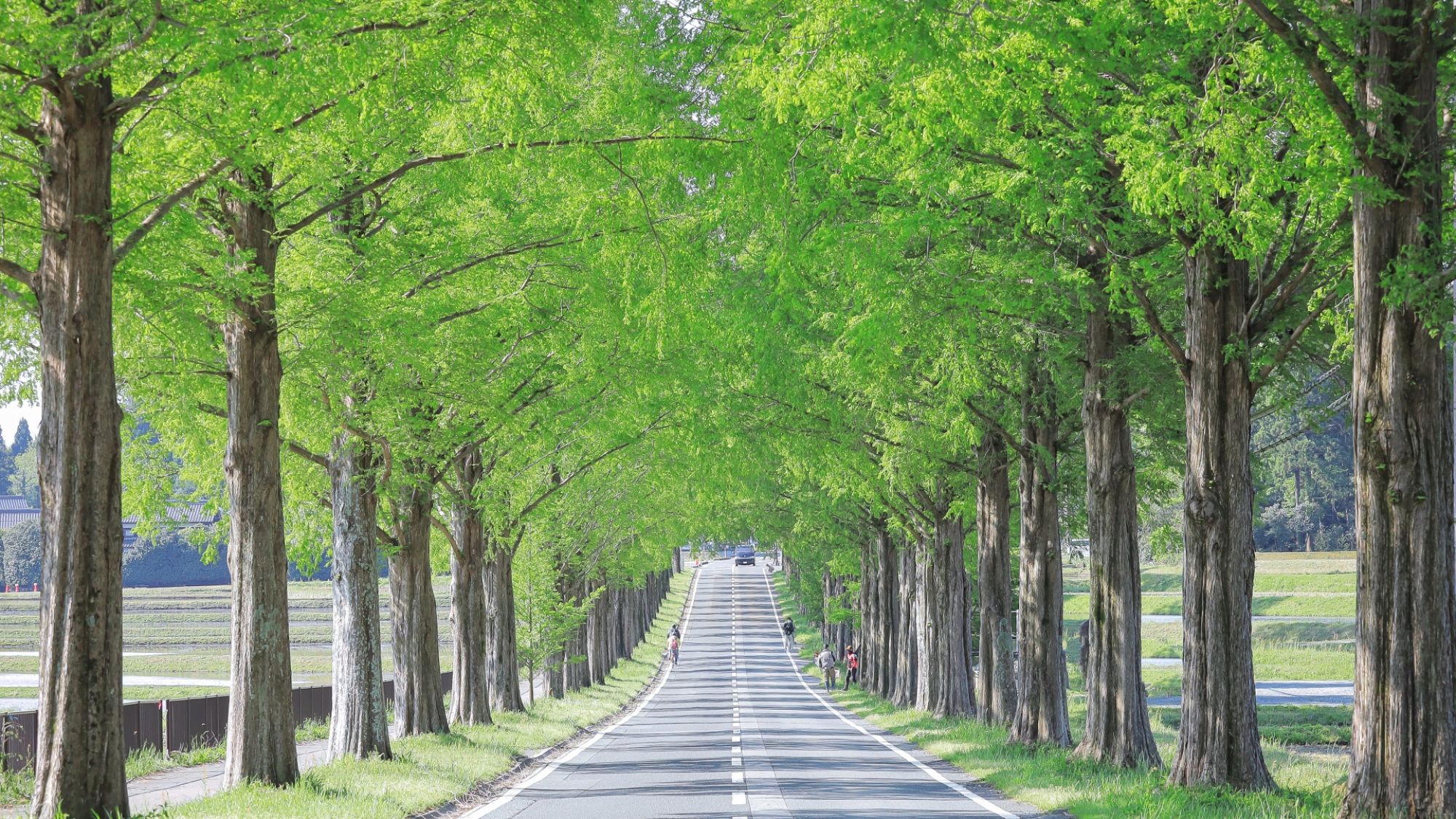 春〜初夏にかけては、鮮やかな若葉が一斉に芽吹き、まっすぐ伸びる並木道が爽やかな緑のトンネルになります。