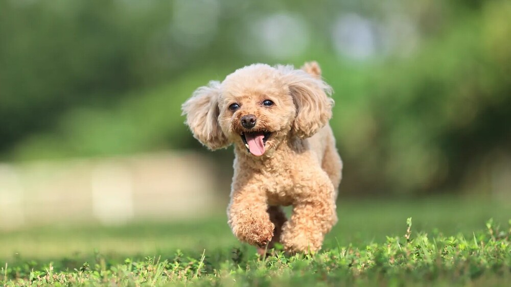 ワンちゃんともご宿泊いただけます！