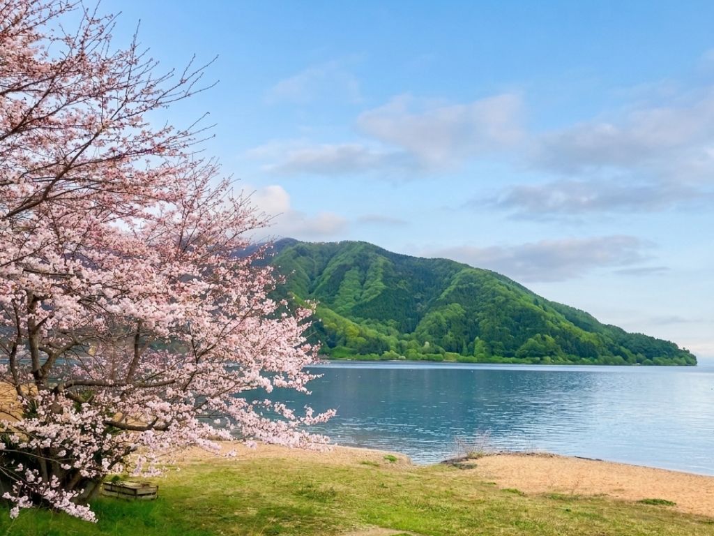 当館前の桜です！