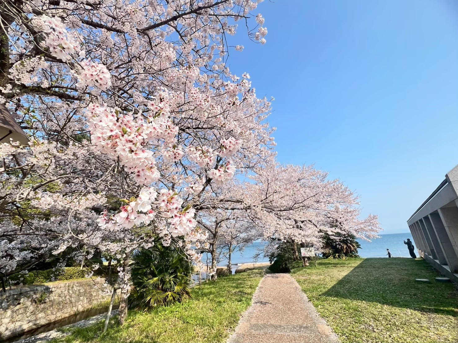 マキノサニービーチ（春）