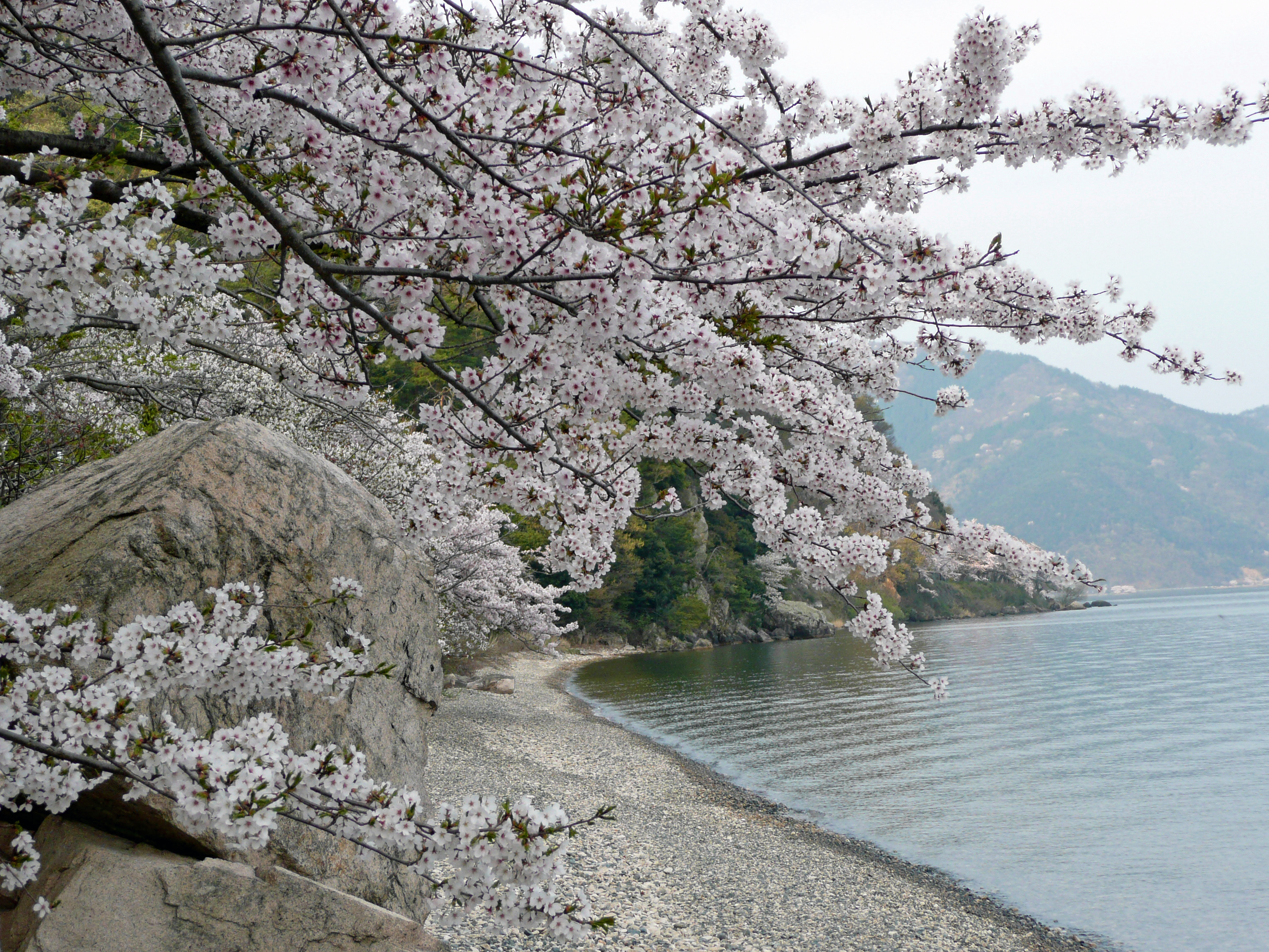 石積み桜