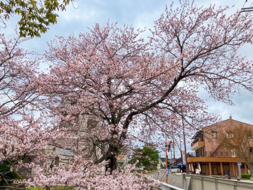桜&times;びわ湖の絶景！