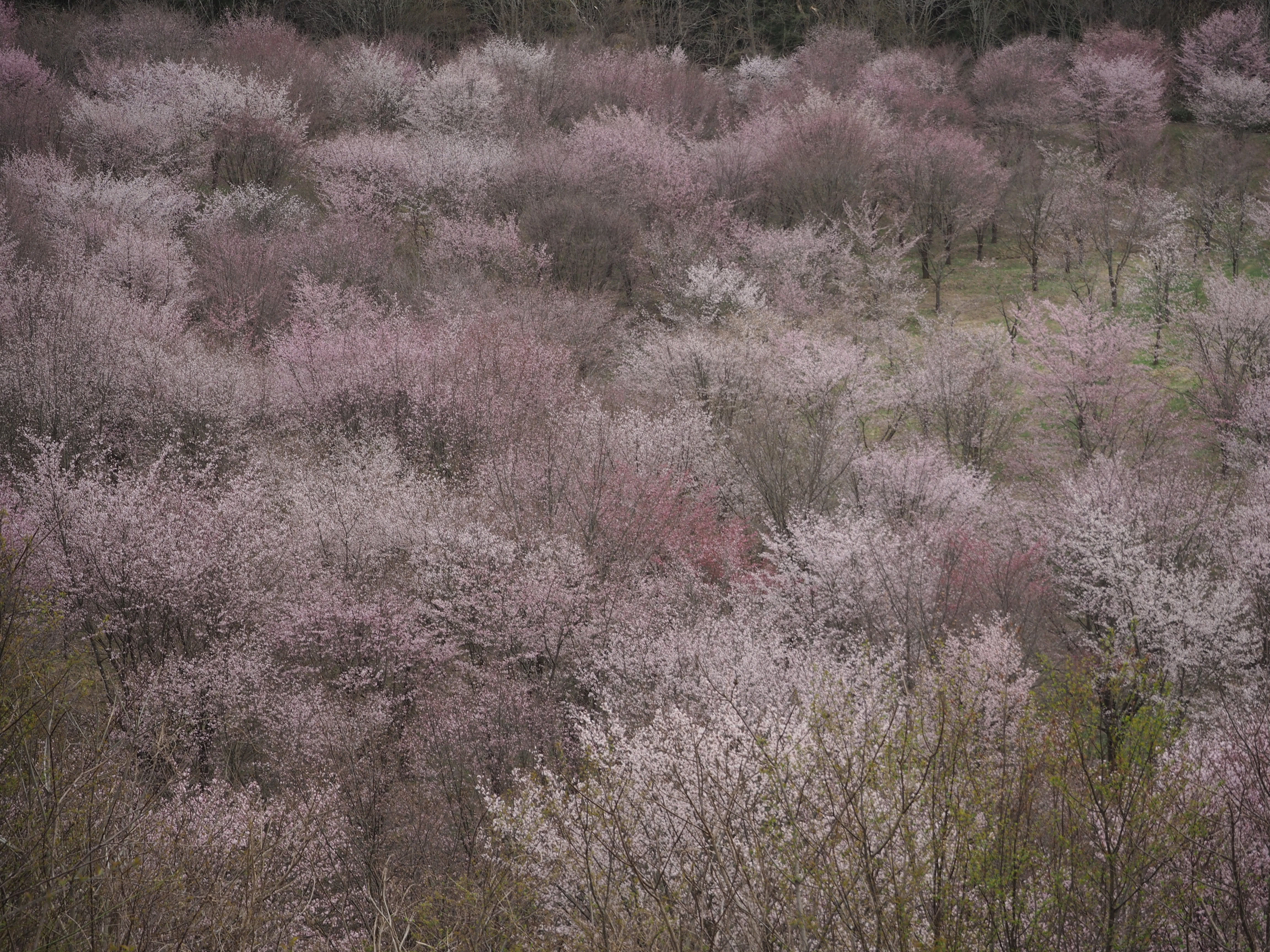 裏磐梯桜峠