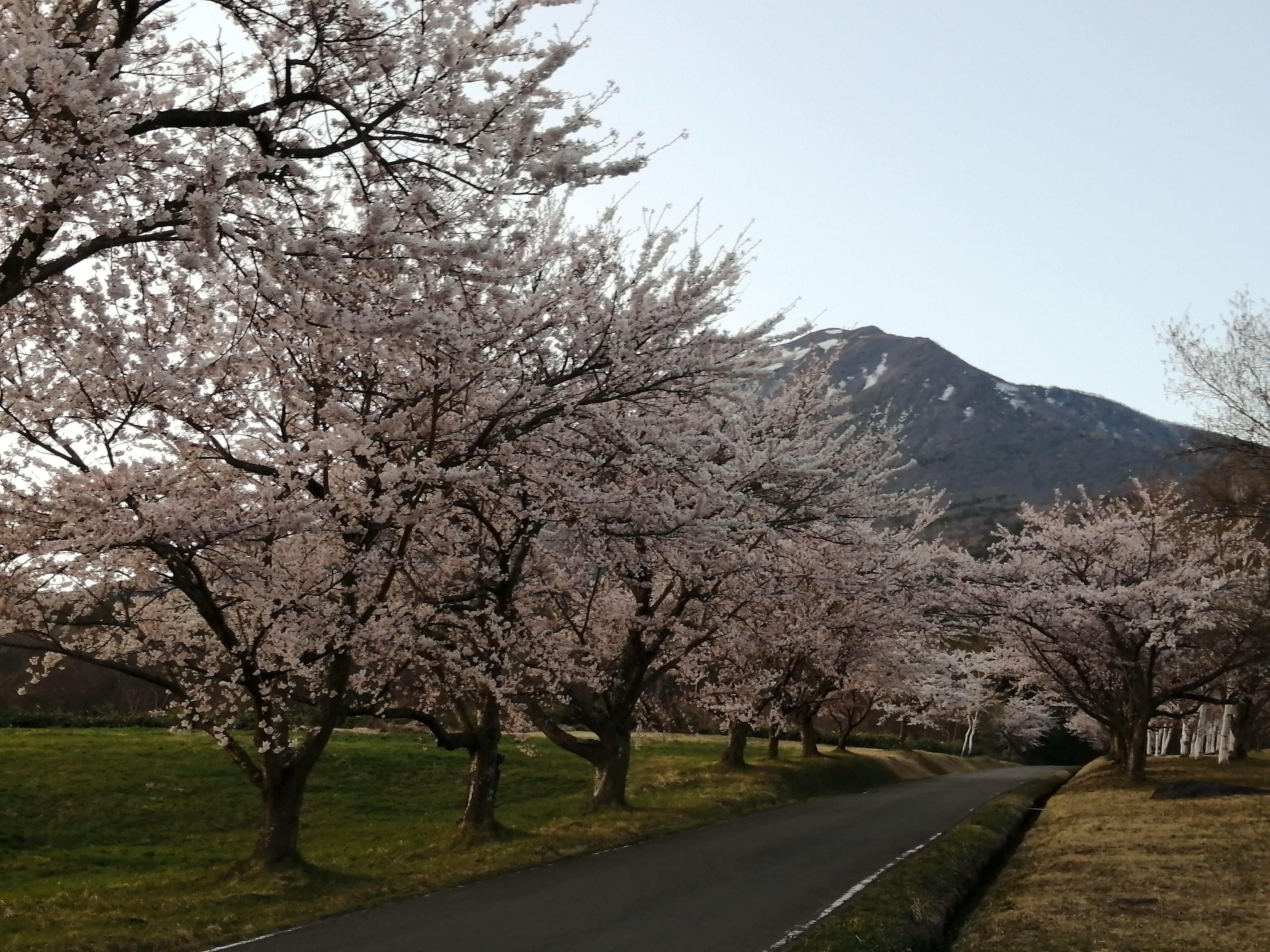 磐梯山と町営牧場の桜並木