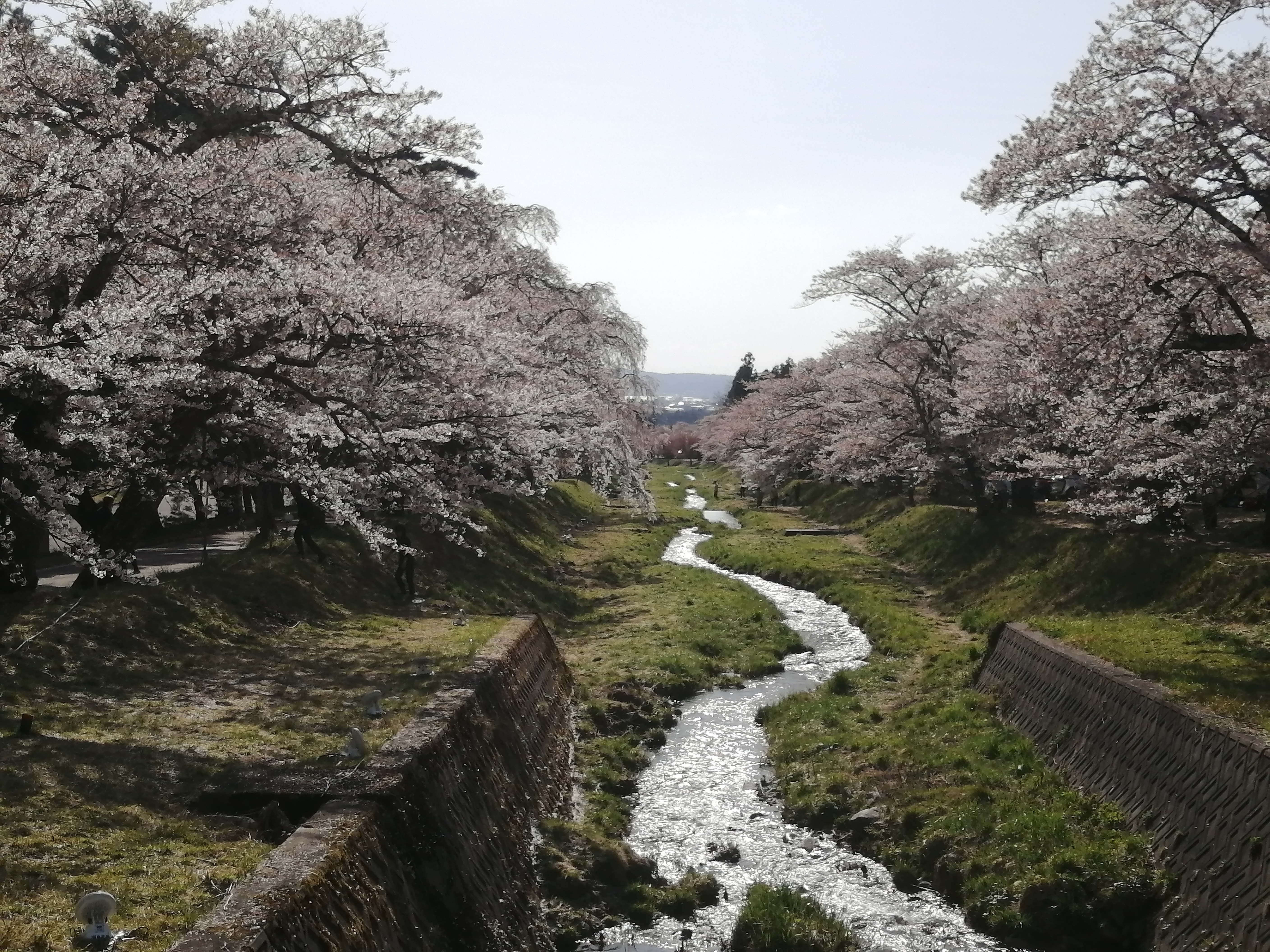 観音寺川の桜並木