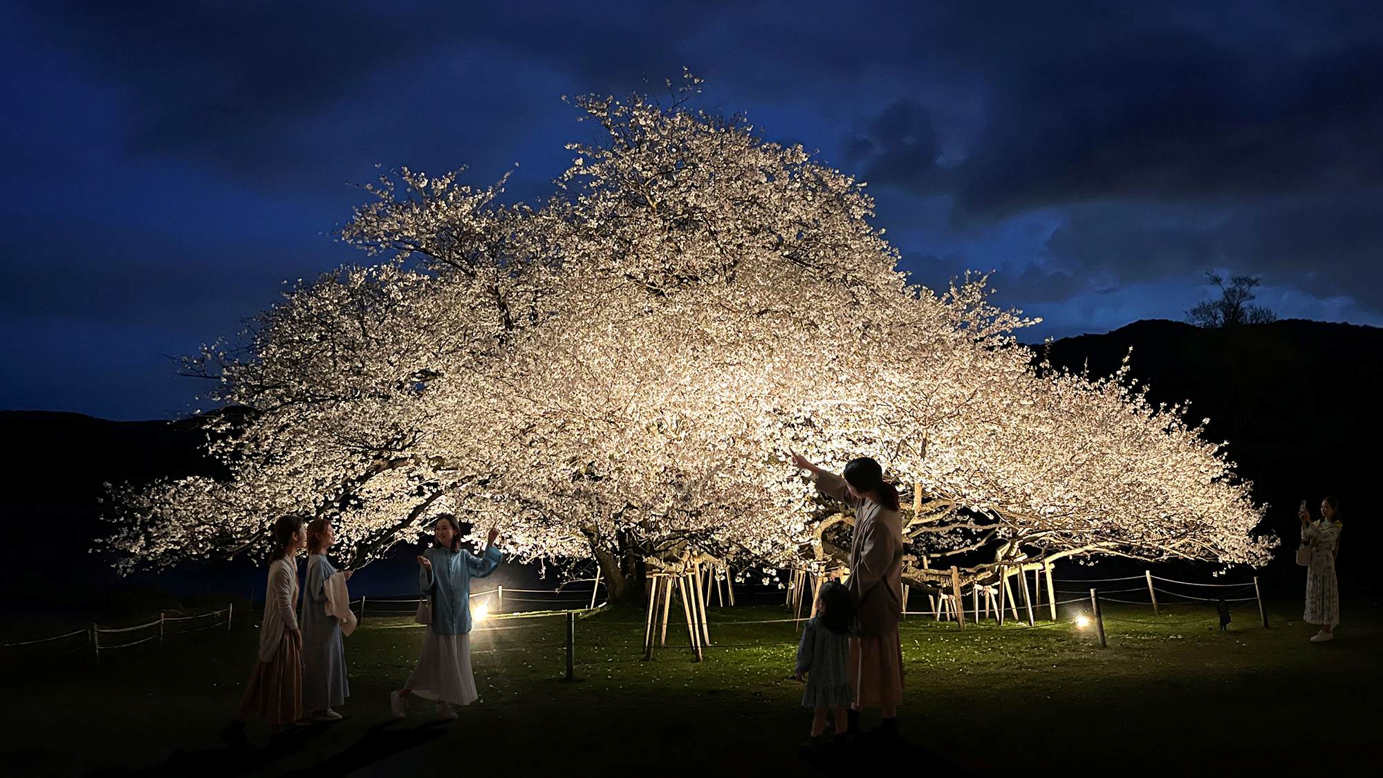 湖畔の一本桜_夜桜