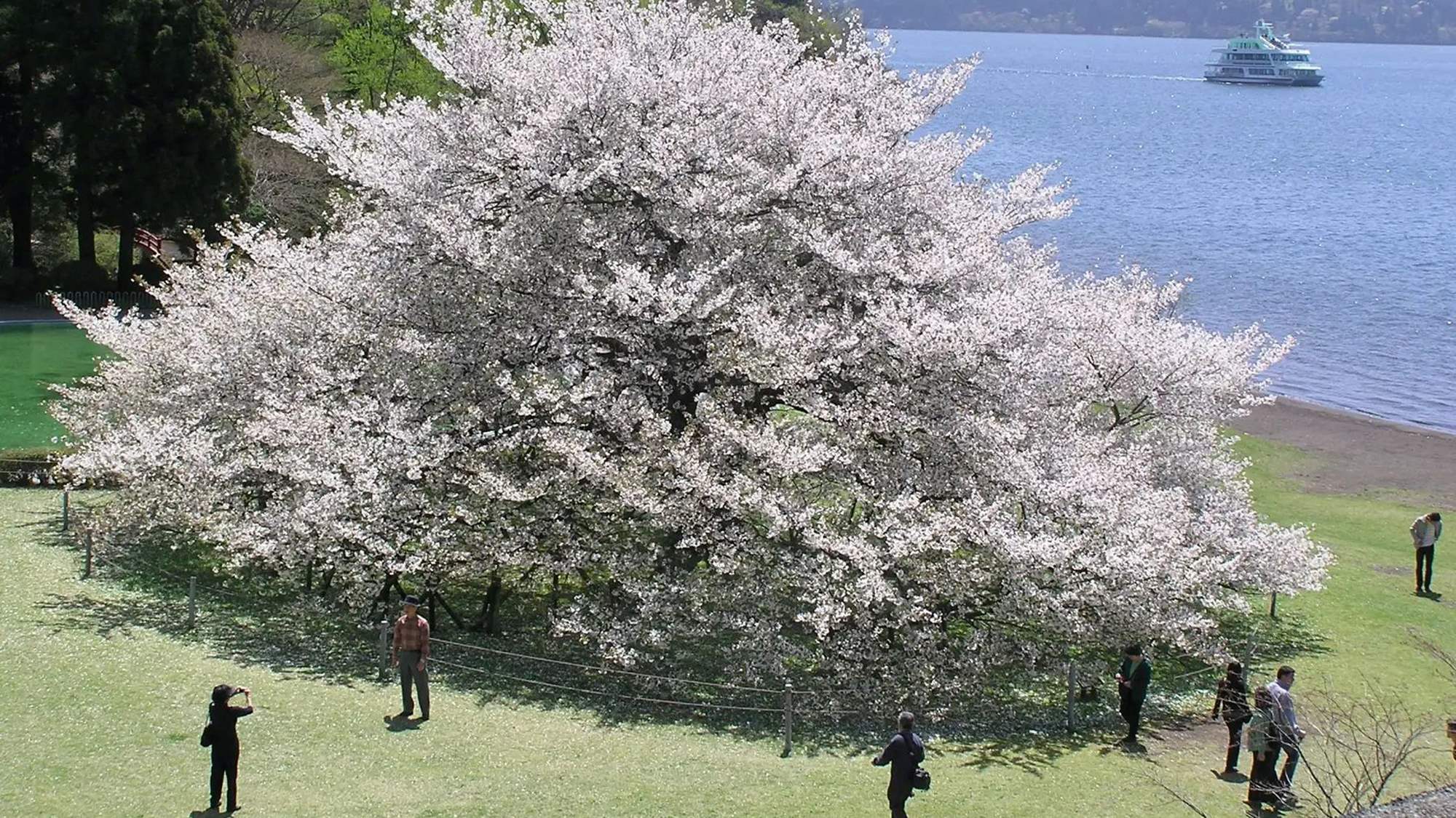 箱根園大島桜