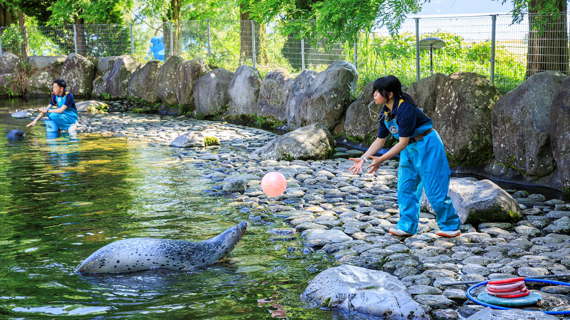 アザラシフィーディングタイム