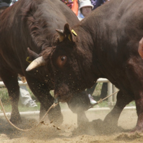 毎年6月8月10月行われる闘牛大会