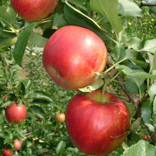 三和観光農園のりんご