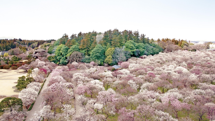 偕楽園 - 水戸の梅まつり