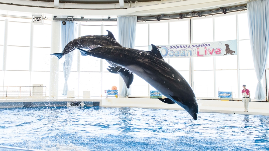 アクアワールド大洗水族館 - イルカ・アシカオーシャンライブ