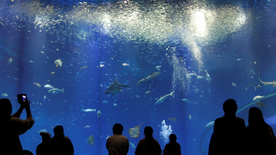 アクアワールド大洗水族館 - 「出会いの海の大水槽」80種、20,000匹の魚たち