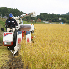 *田んぼ/近くでお米を育てています！丁寧に刈り取った後は皆さまのお膳へ♪