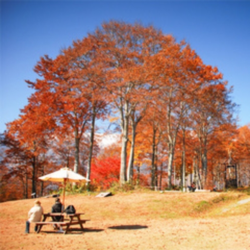*ねずこの森トレッキング/秋を満喫！まるで絵のような景色の中で過ごす休日。
