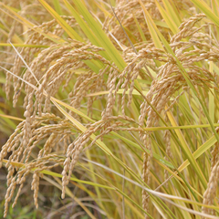 *田んぼ/愛情込めて育てた自家製米を食卓へお出ししています♪