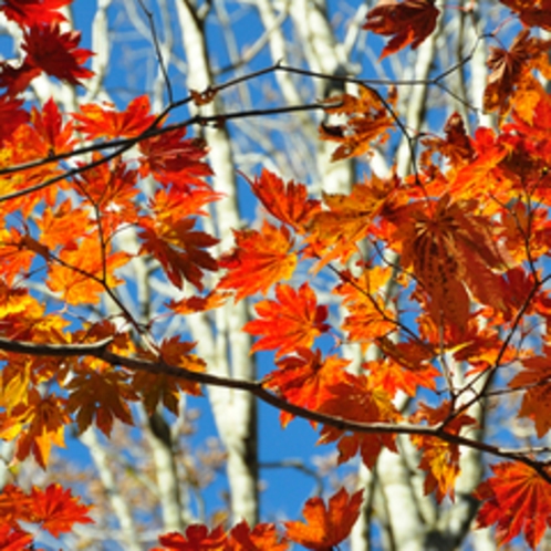 *秋の景色/周辺にはネズの森や三段紅葉など見どころがいっぱい！