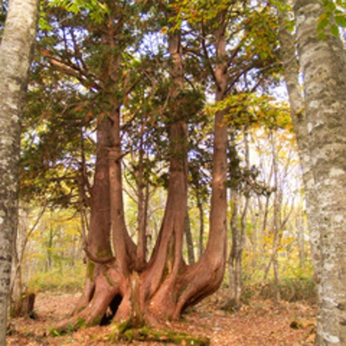 *ねずこの森トレッキング/こんな珍しい木もあります♪森の散策は新しい発見がいっぱい。