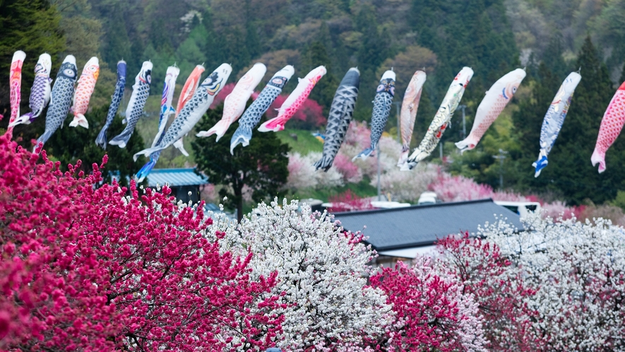 花桃と鯉のぼり