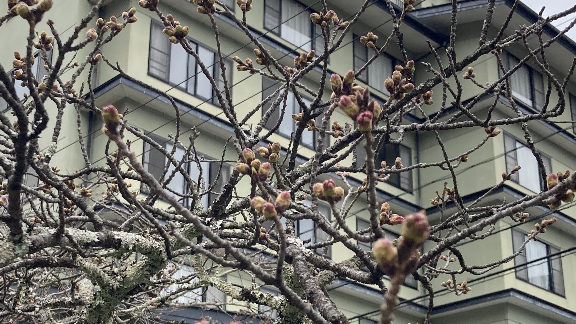 2025年4月1日桜開花状況