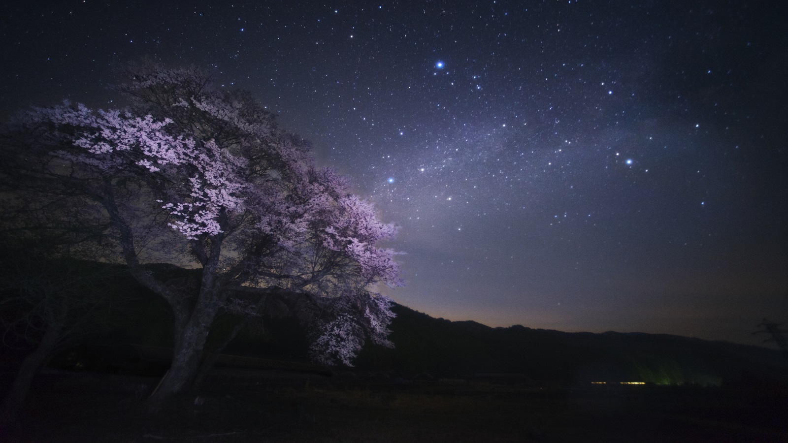 治部坂高原の桜と星空