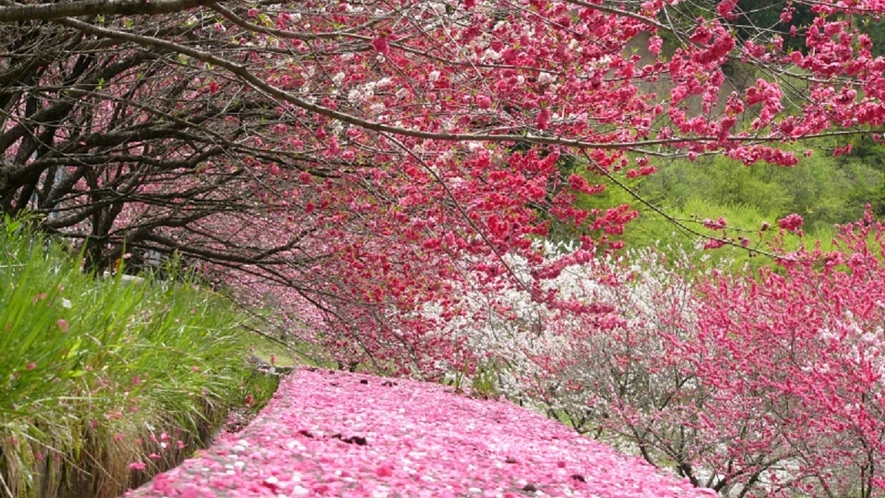 花桃の絨毯