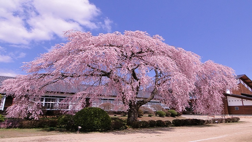 国の登録有形文化財に指定されている杵原学校の桜