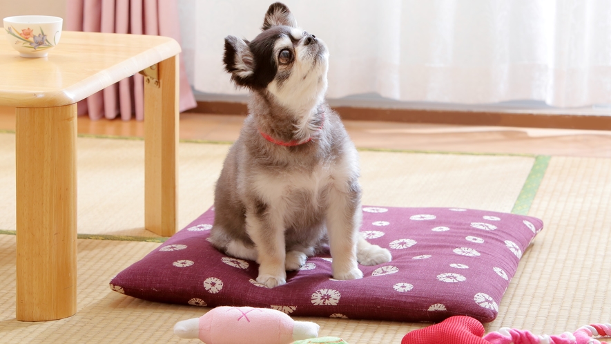 家族の一員であるペットと一緒に泊まれる宿です！