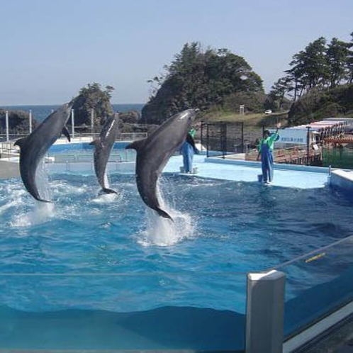 越前松島水族館　イルカショー