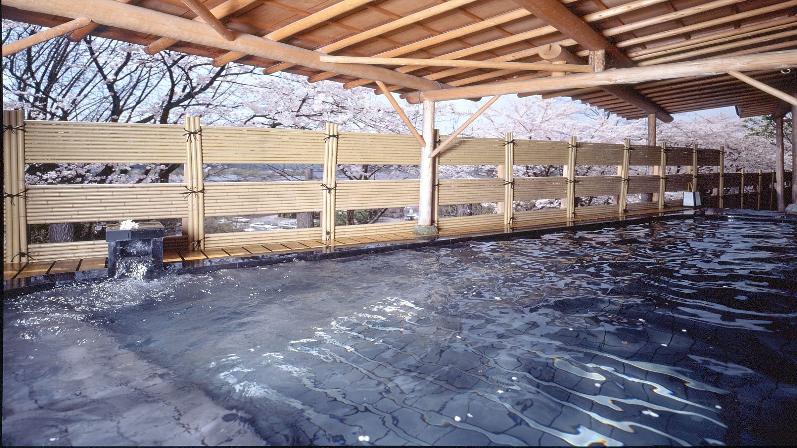 露天風呂「白山風露」桜の季節