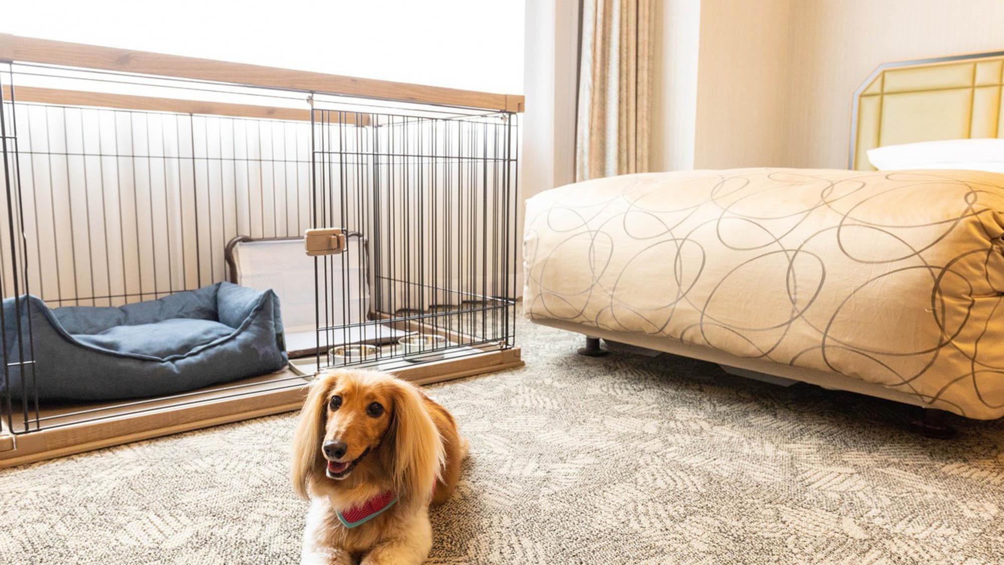 ≪愛犬との旅応援≫ワンちゃんと一緒にSTAYプラン〜朝食付〜