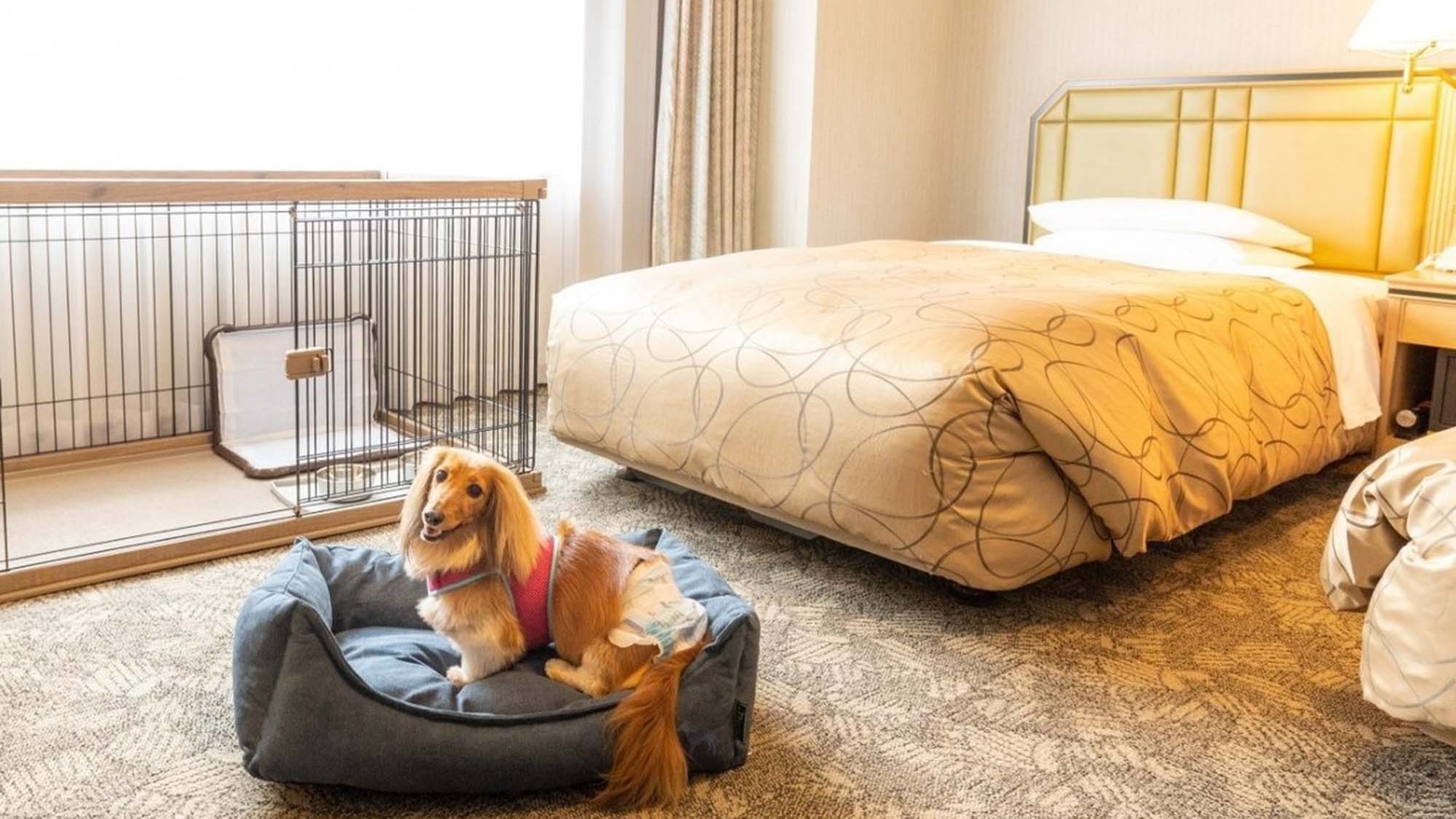 滞在中リフト乗り放題≪愛犬との旅応援≫ワンちゃんと一緒にSTAYプラン〜朝食付〜