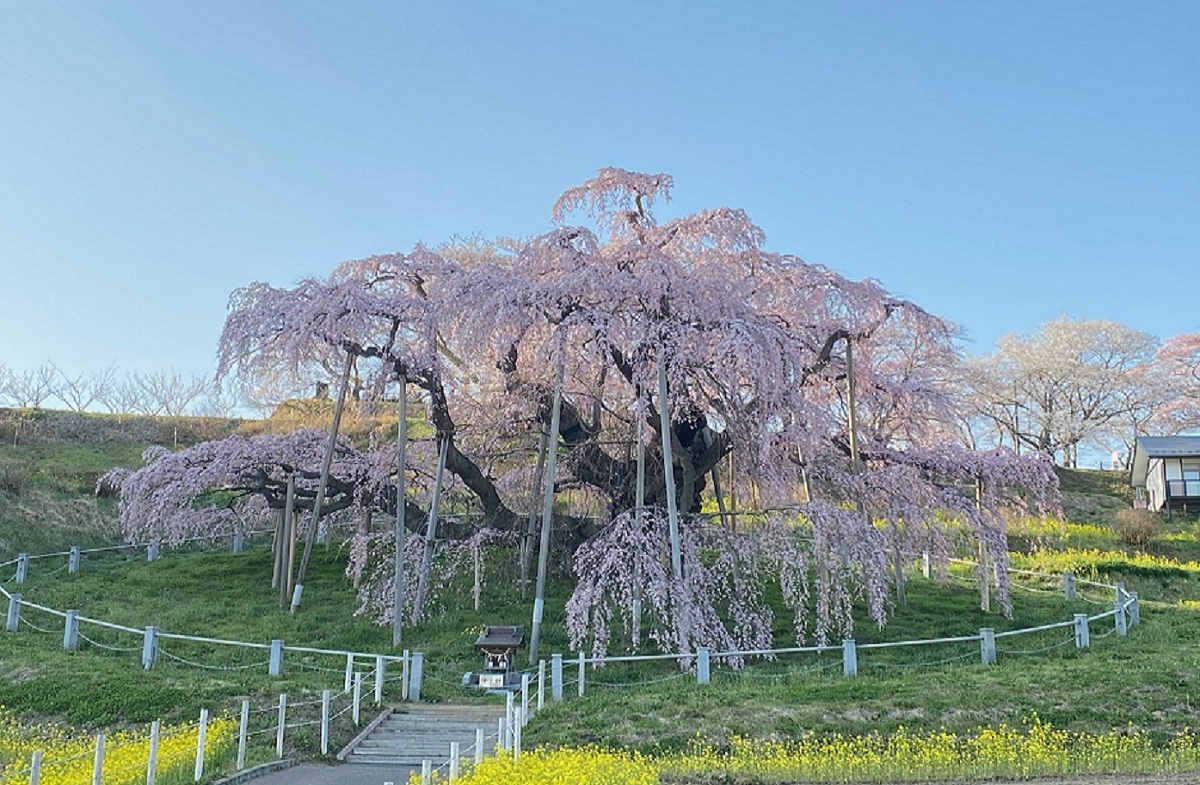 滝桜