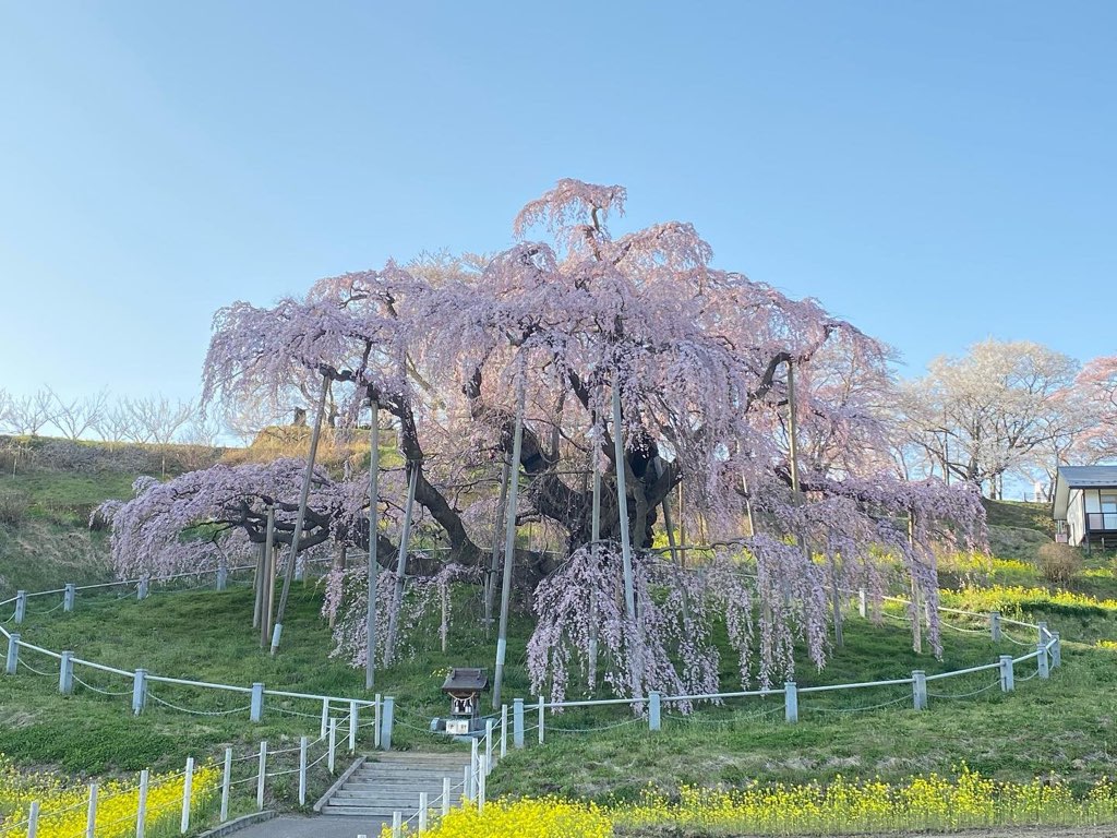 三春滝桜（三春町）