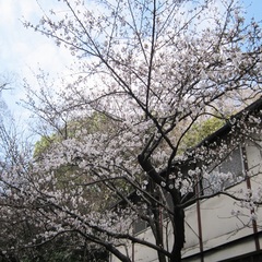 和歌山市内の桜
