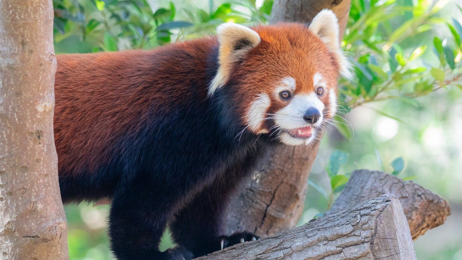 【のんほいパークまで1駅！】入園券付きプラン（朝食付き）