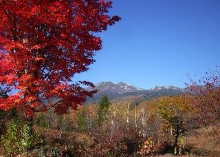 紅葉一の瀬もみじ350x250