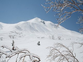 Mt.Norikura Kuraigahara w/birch