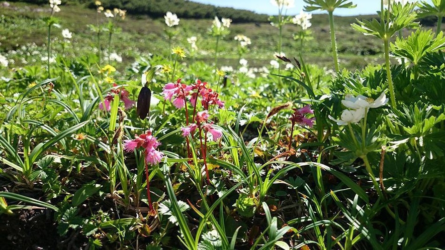 高山植物 ショウジョウバカマ