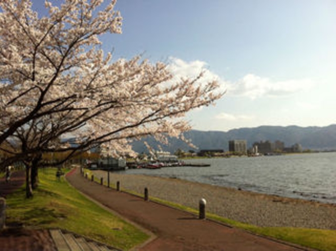 諏訪湖の桜並木
