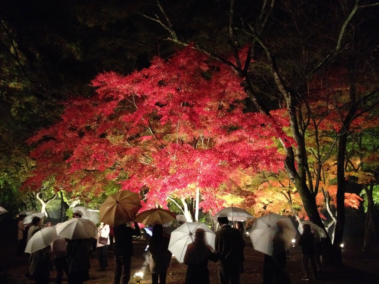 【期間限定２４日まで】紅葉名所「月の石もみじ公園ライトップ」夜さんぽプラン♪＜1泊朝食付＞