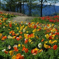 「花の回廊」…旧ゴルフ場の地形・自然林を活用した総面積36,500㎡に、春秋の２回花を咲かせます。
