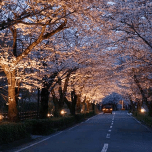 「桜」…北桜通りでは、見頃期間中にライトアップも行われ、そこでは昼間とは違う幻想的な桜を楽しめます。