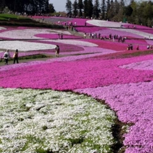 「芝桜」…見頃は４月下旬から。地元人でさえ毎年見に行くほどの価値があるスポットです。